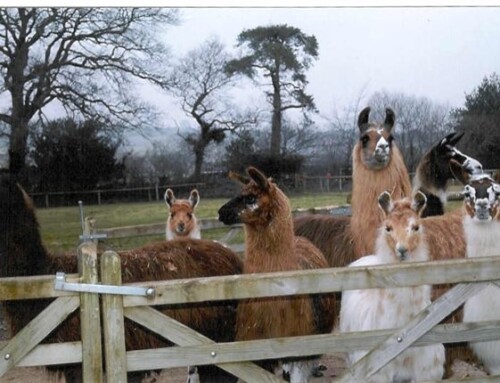 Llamas and Alpacas